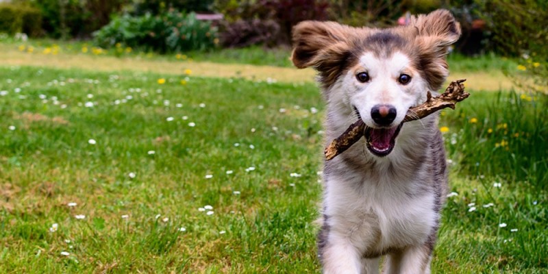 Comment aménager une cour arrière adaptée aux chiens