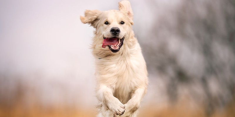 Dog Zoomies: Where Does All That Energy Come From?