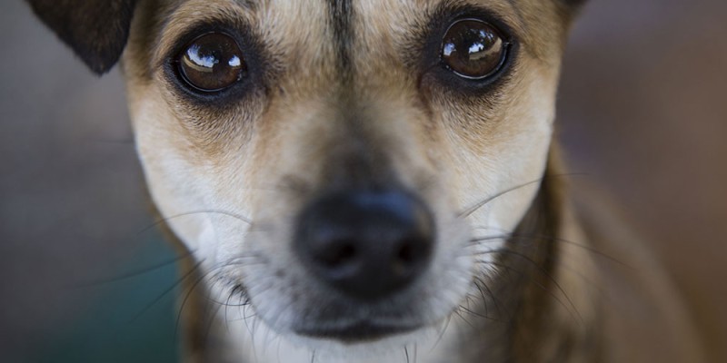 Why Do Dogs Have Whiskers?