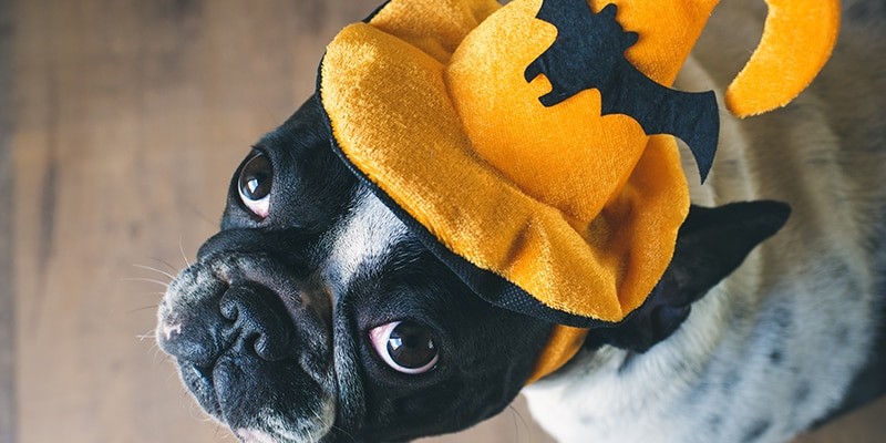 5 conseils de sécurité pour les animaux familiers à l’Halloween