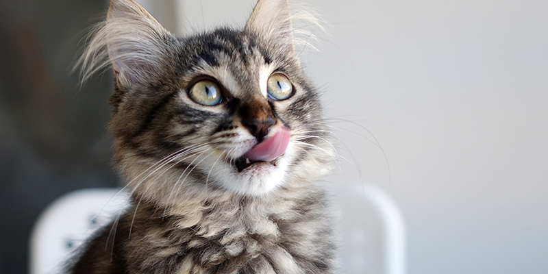 Apprendre à nourrir un chaton