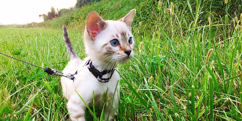 How to Leash Train Your Cat