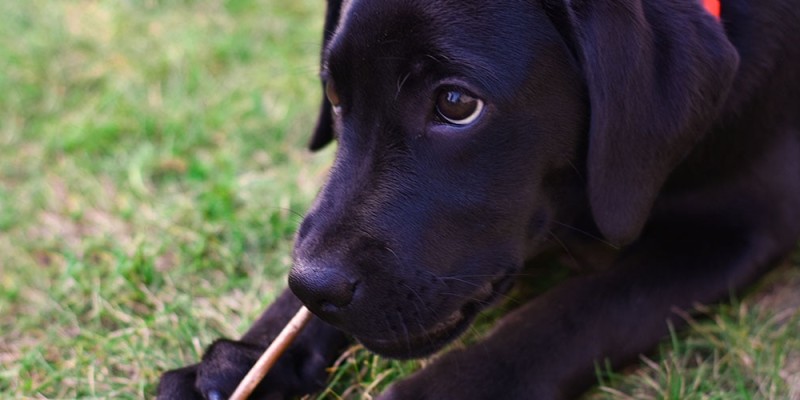 How to Stop Your Puppy From Chewing on Everything