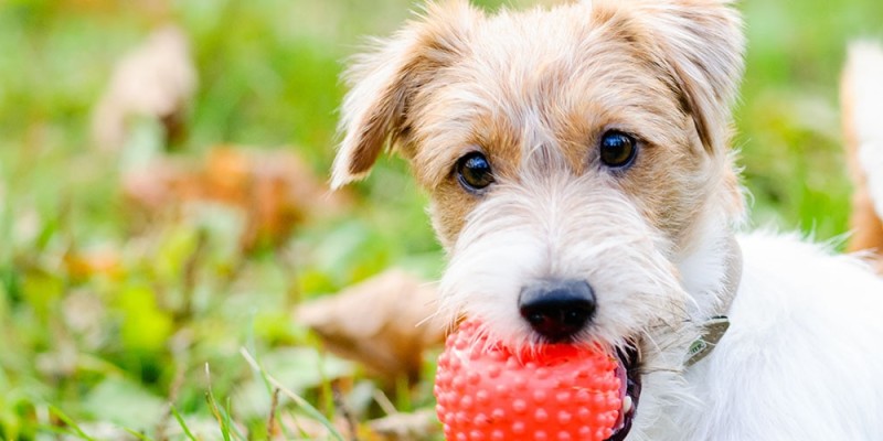 Les jeux préfèrés des chiots