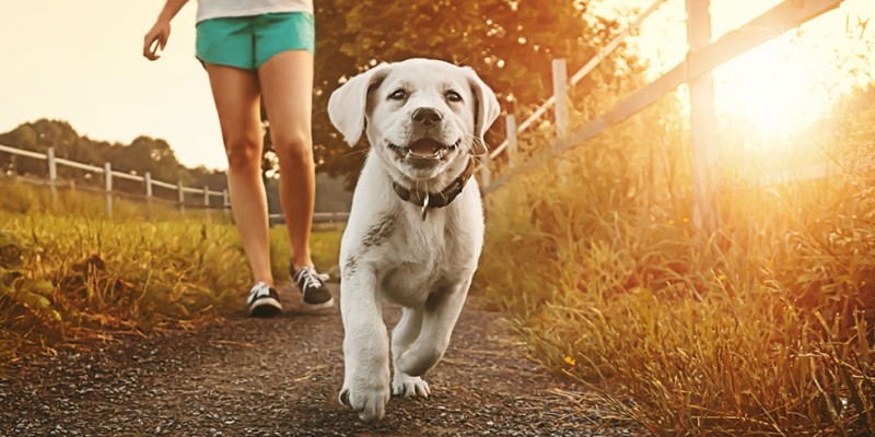 Comment faire de l’exercice à votre chiot