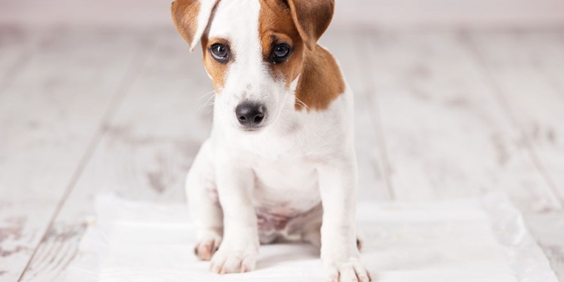 How to Potty Train a Puppy