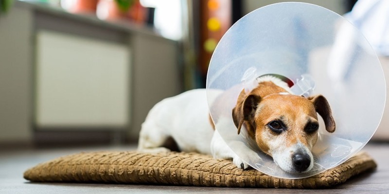 Spaying and Neutering Explained