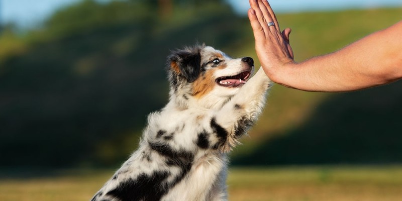 Comment dresser votre chiot